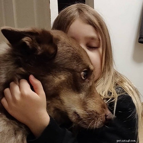 Laponský pastevec – informace o plemeni psa