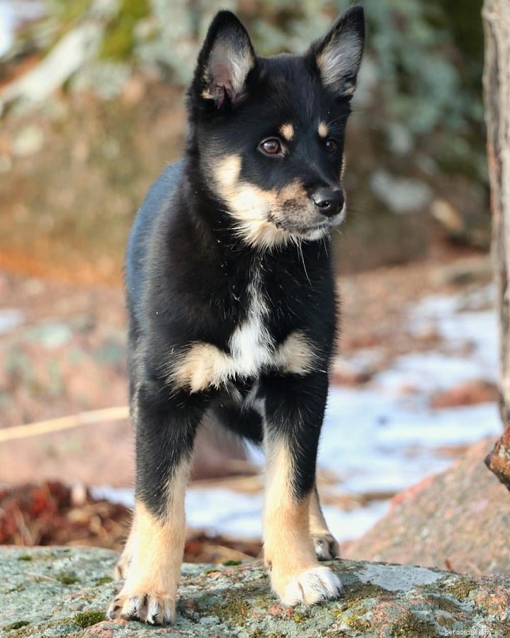 Berger de Laponie – Informations sur les races de chiens