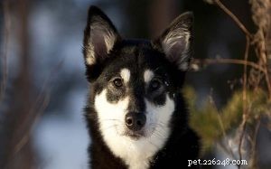 Лапландский пастух — информация о породе собак