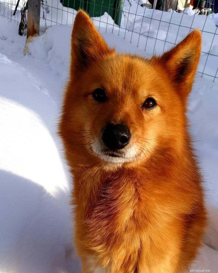 Laponský pastevec – informace o plemeni psa