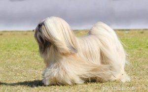 Lhasa Apso –犬の品種情報