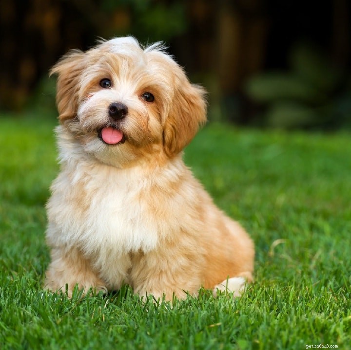 Lhasa Apso – Informazioni sulla razza canina