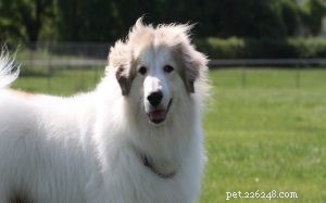 グレートピレネー山脈–犬の品種情報