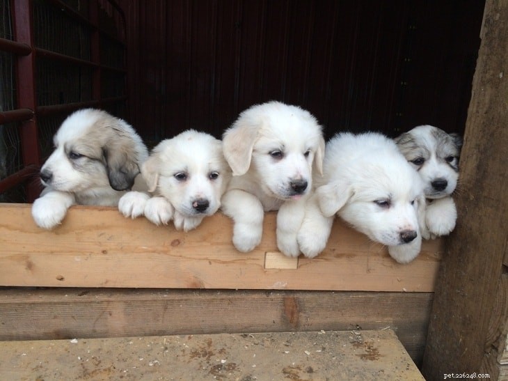 Великие Пиренеи – информация о породе собак