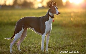 Galgo – Informações sobre raças de cães