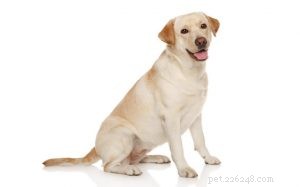 ラブラドールレトリバーの犬の品種情報 