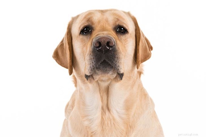 ラブラドールレトリバーの犬の品種情報 