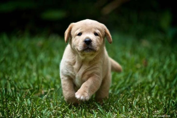 Labrador Retriever hondenrasinformatie