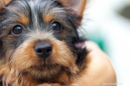 Мальтийская болонка — информация о породе собак