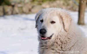 Informações sobre a raça de cães Kuvasz