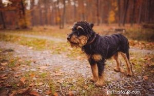 Informazioni sulla razza del cane Jagdterrier