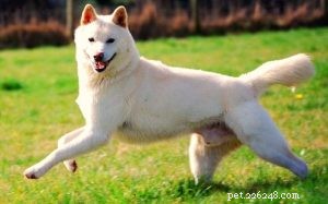 Informazioni sulla razza di cani Jindo
