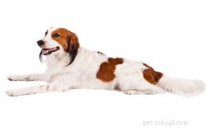 Nederlandse Kooikerhondje – Informazioni sulla razza canina