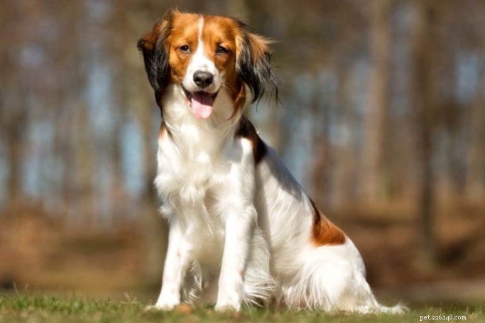 Nederlandse Kooikerhondje – Informations sur la race de chien