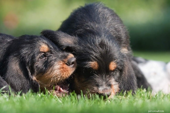 Оттерхаунд – информация о породе собак