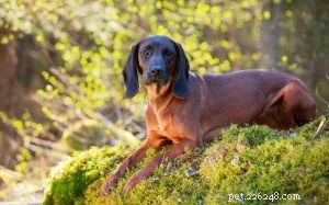 Informações sobre a raça do cão Hanoverian Scenthound