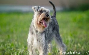 Цвергшнауцер – информация о породе собак