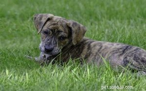 Горная дворняжка — информация о породе собак