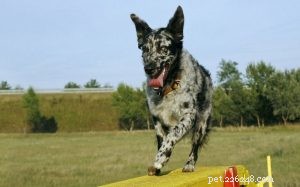 Informations sur la race de chien Mudi