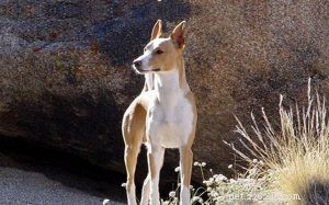 Portugese informatie over hondenras Podengo s
