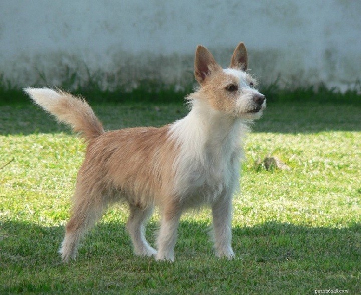 Informace o plemeni portugalského psa Podengos