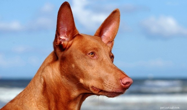 Informations sur la race de chiens Podengos portugais