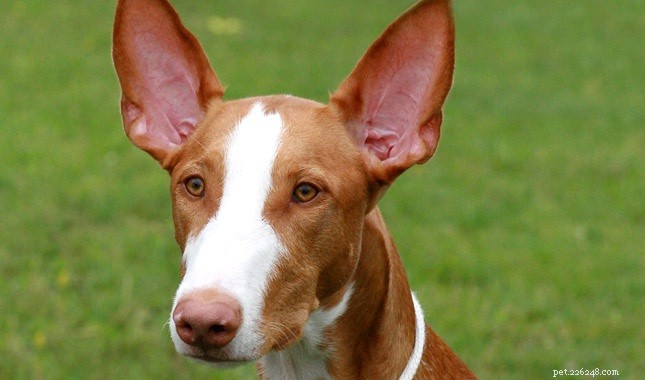 Informazioni sulla razza del cane portoghese Podengos