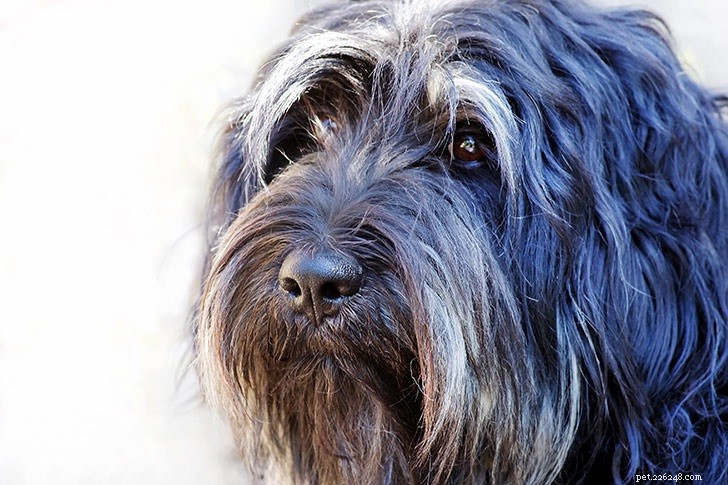 Информация о породе собак португальский поденгуш