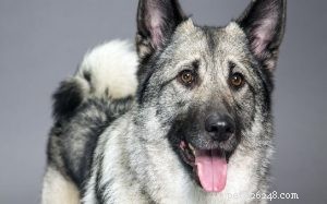 Informations sur la race de chiens Chien d élan norvégien