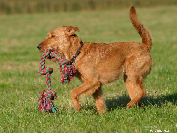 Informations sur la race de chien Terrier irlandais