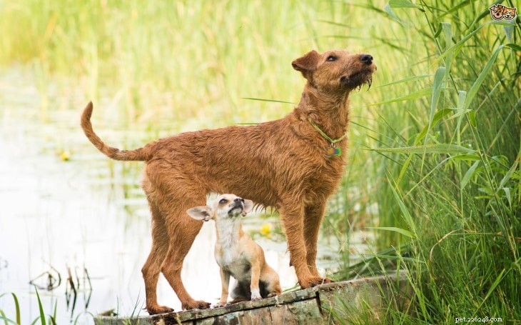 Informace o plemeni psa irského teriéra