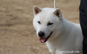 Informations sur la race de chien Kishu Ken