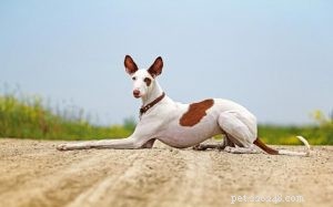 Informações sobre a raça do cão de caça de Ibizan