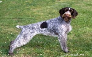 Informazioni sulla razza del cane da ferma tedesco a pelo duro