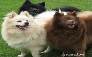 Informazioni sulla razza del cane Spitz tedesco