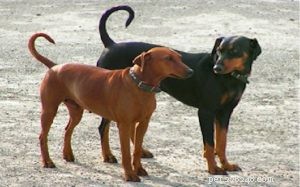 Informations sur la race de chien Pinscher allemand