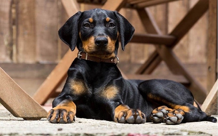 Informazioni sulla razza del cane Pinscher tedesco