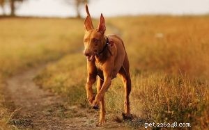 Informazioni sulla razza del cane da caccia del faraone