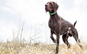 Informations sur la race de chien Pudelpointer