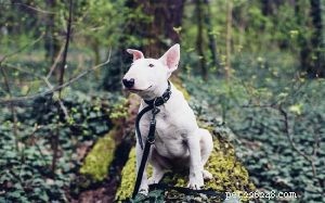 Informations sur la race de chiens Bull Terrier