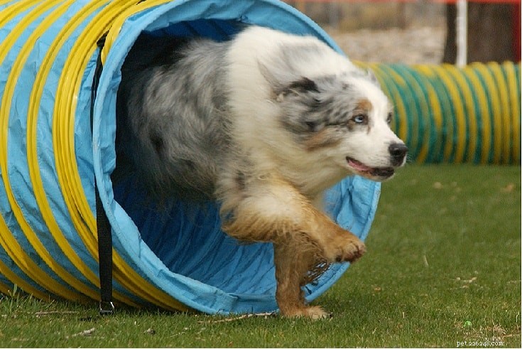 Informations sur la race de chien de berger australien