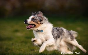 Informations sur la race de chien de berger américain miniature