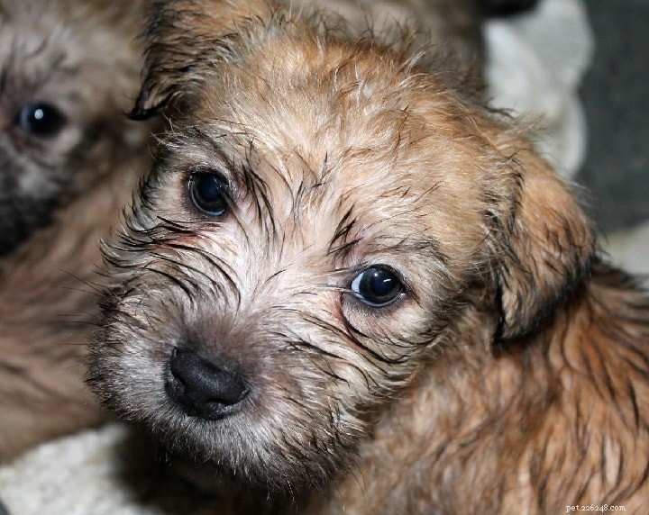 Informazioni sulla razza del cane Glen of Imaal Terrier