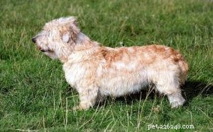 グレンオブイマールテリア犬の品種情報 