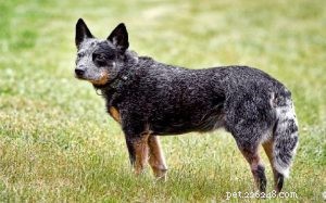 Informações sobre a raça de cães de gado de rabo atarracado australiano