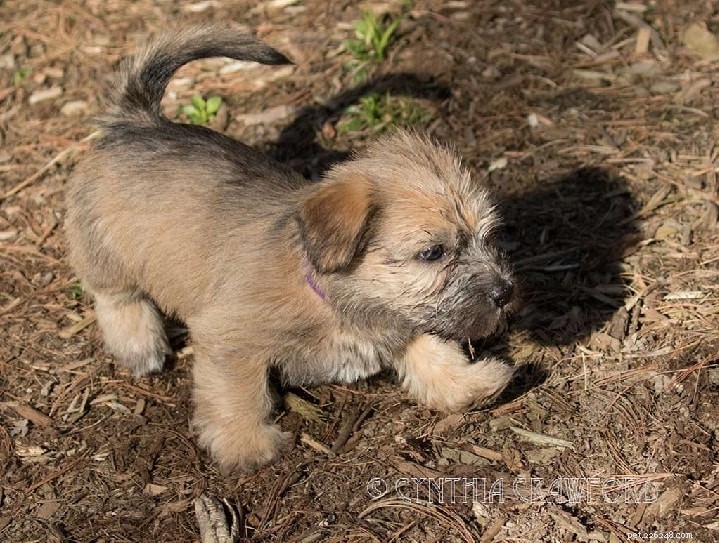 Informazioni sulla razza del cane Glen of Imaal Terrier