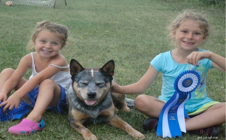 Informações sobre a raça de cães de gado de rabo atarracado australiano