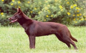 オーストラリアンケルピー犬の品種情報 