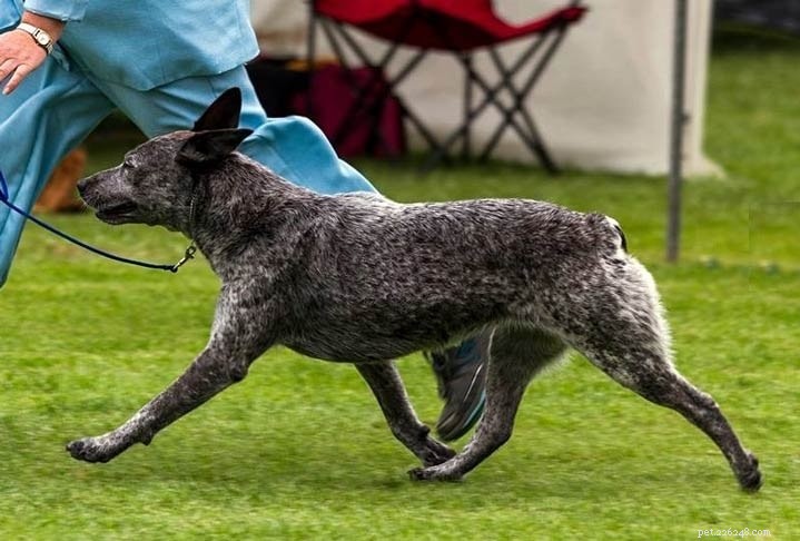 Informations sur la race de chien de bouvier australien à queue trapue