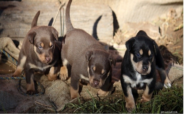 Informations sur la race de chien Kelpie australien